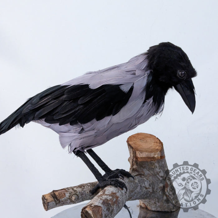 Animatronic crow