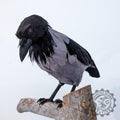 Animatronic crow